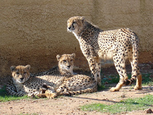 Αττικό Ζωολογικό Πάρκο