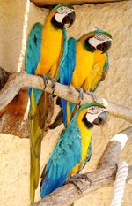 Αττικό Ζωολογικό Πάρκο