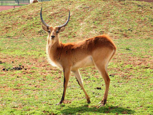 Αττικό Ζωολογικό Πάρκο