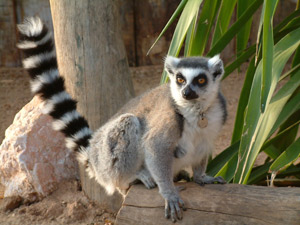 Αττικό Ζωολογικό Πάρκο