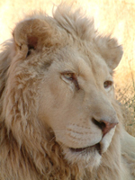 Αττικό Ζωολογικό Πάρκο