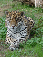 Αττικό Ζωολογικό Πάρκο